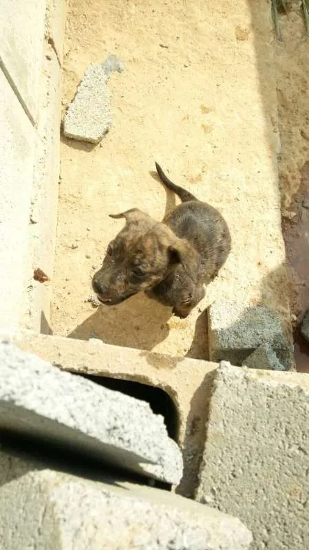 Cachorro ra a Indefinido (Varias diferentes) idade Abaixo de 2 meses nome Varios filhotinhos<3