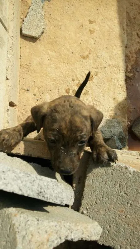 Cachorro ra a Indefinido (Varias diferentes) idade Abaixo de 2 meses nome Varios filhotinhos<3