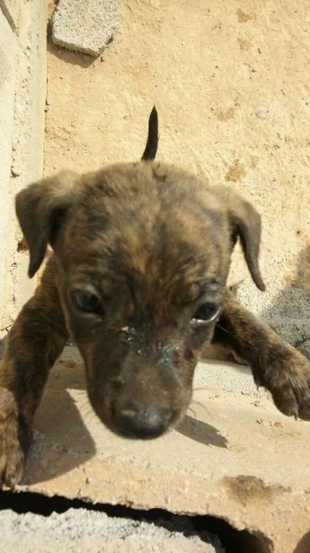 Cachorro ra a Indefinido (Varias diferentes) idade Abaixo de 2 meses nome Varios filhotinhos<3