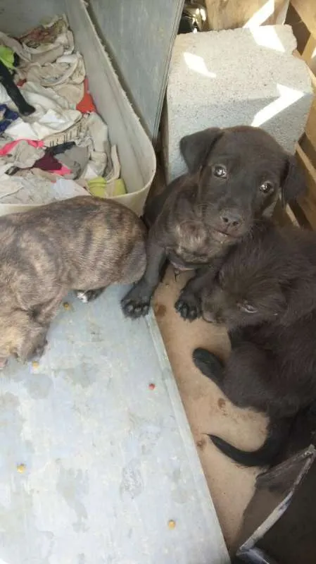 Cachorro ra a Indefinido (Varias diferentes) idade Abaixo de 2 meses nome Varios filhotinhos<3