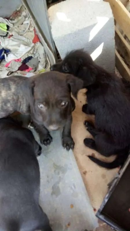 Cachorro ra a Indefinido (Varias diferentes) idade Abaixo de 2 meses nome Varios filhotinhos<3