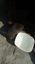 Varios filhotinhos<3
