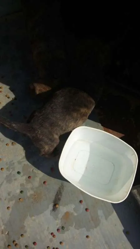 Cachorro ra a Indefinido (Varias diferentes) idade Abaixo de 2 meses nome Varios filhotinhos<3