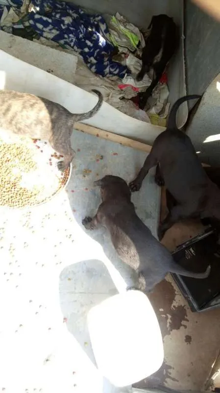 Cachorro ra a Indefinido (Varias diferentes) idade Abaixo de 2 meses nome Varios filhotinhos<3