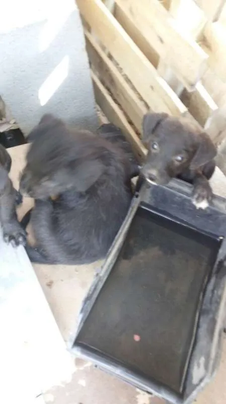 Cachorro ra a Indefinido (Varias diferentes) idade Abaixo de 2 meses nome Varios filhotinhos<3