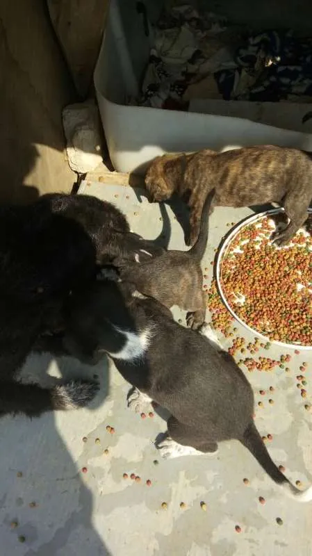 Cachorro ra a Indefinido (Varias diferentes) idade Abaixo de 2 meses nome Varios filhotinhos<3