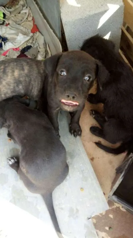 Cachorro ra a Indefinido (Varias diferentes) idade Abaixo de 2 meses nome Varios filhotinhos<3