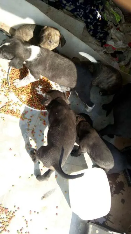 Cachorro ra a Indefinido (Varias diferentes) idade Abaixo de 2 meses nome Varios filhotinhos<3