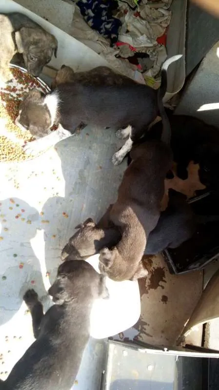 Cachorro ra a Indefinido (Varias diferentes) idade Abaixo de 2 meses nome Varios filhotinhos<3