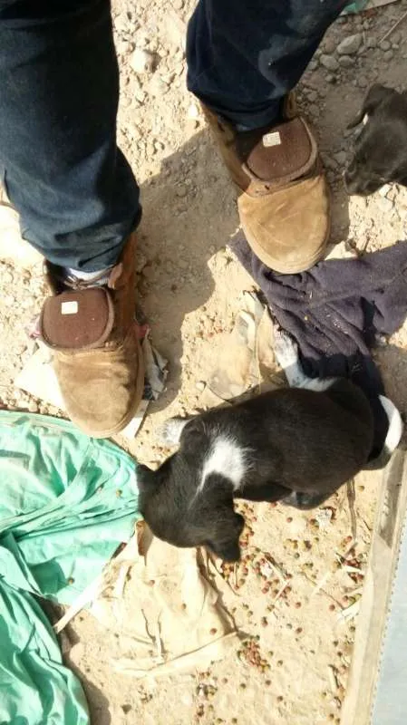 Cachorro ra a Indefinido (Varias diferentes) idade Abaixo de 2 meses nome Varios filhotinhos<3