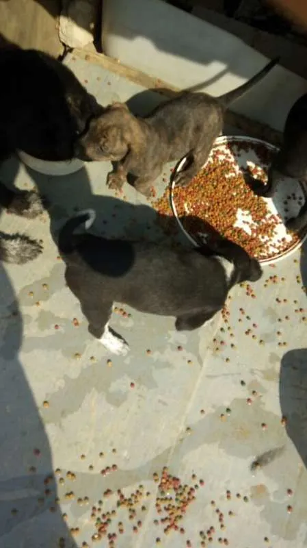 Cachorro ra a Indefinido (Varias diferentes) idade Abaixo de 2 meses nome Varios filhotinhos<3
