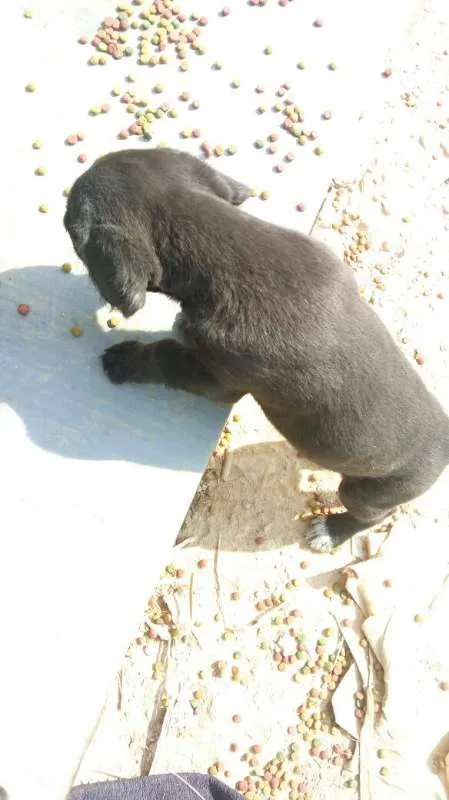 Cachorro ra a Indefinido (Varias diferentes) idade Abaixo de 2 meses nome Varios filhotinhos<3