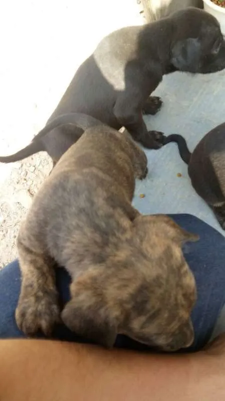Cachorro ra a Indefinido (Varias diferentes) idade Abaixo de 2 meses nome Varios filhotinhos<3