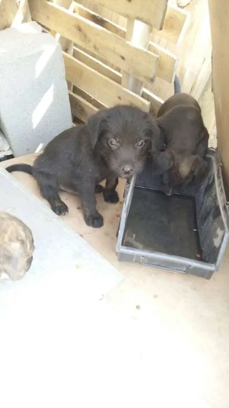 Cachorro ra a Indefinido (Varias diferentes) idade Abaixo de 2 meses nome Varios filhotinhos<3