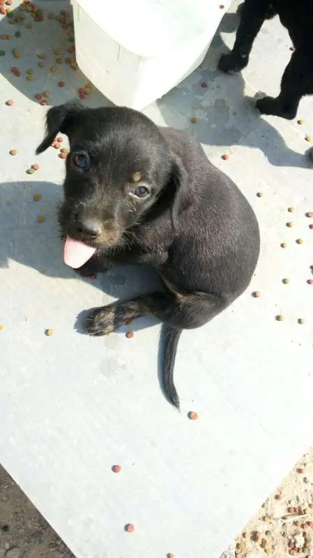 Cachorro ra a Indefinido (Varias diferentes) idade Abaixo de 2 meses nome Varios filhotinhos<3