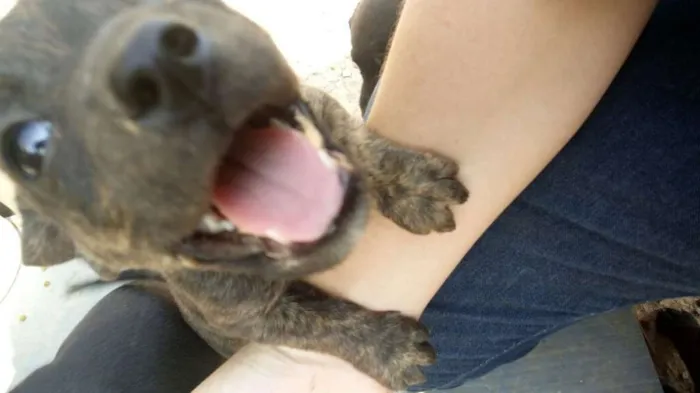 Cachorro ra a Indefinido (Varias diferentes) idade Abaixo de 2 meses nome Varios filhotinhos<3