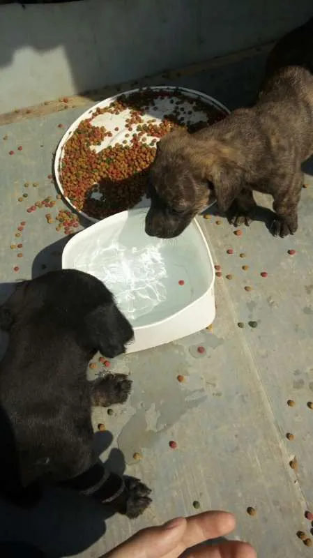 Cachorro ra a Indefinido (Varias diferentes) idade Abaixo de 2 meses nome Varios filhotinhos<3