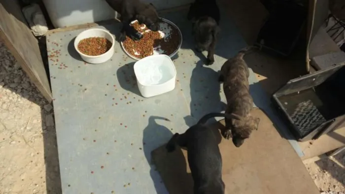 Cachorro ra a Indefinido (Varias diferentes) idade Abaixo de 2 meses nome Varios filhotinhos<3