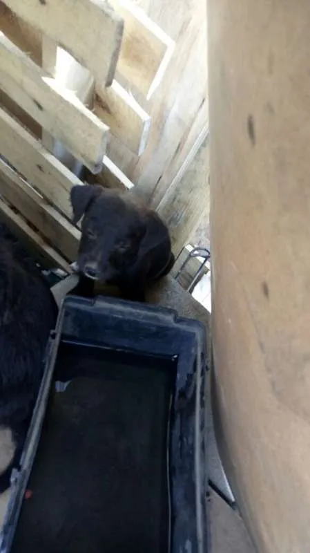 Cachorro ra a Indefinido (Varias diferentes) idade Abaixo de 2 meses nome Varios filhotinhos<3
