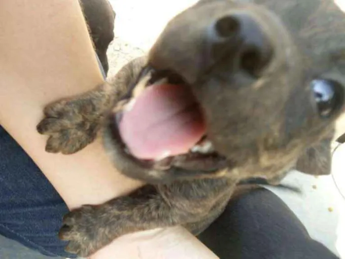 Cachorro ra a Indefinido (Varias diferentes) idade Abaixo de 2 meses nome Varios filhotinhos<3