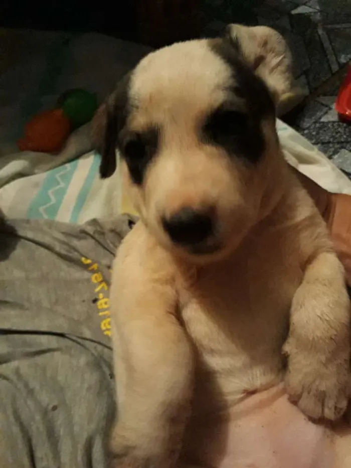 Cachorro ra a Srd idade Abaixo de 2 meses nome Branquinha 