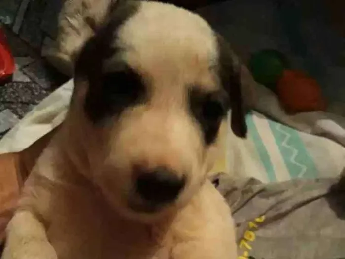 Cachorro ra a Srd idade Abaixo de 2 meses nome Branquinha 
