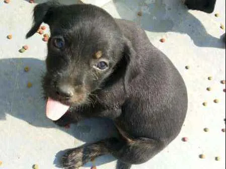 Cachorro ra a Indefinido (Varias diferentes) idade Abaixo de 2 meses nome Varios filhotinhos<3