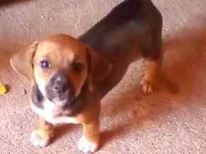 Cachorro raça  idade Abaixo de 2 meses nome filhote 