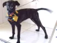 Laika
