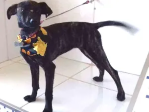 Cachorro raça Sem Raça definida idade 7 a 11 meses nome Laika