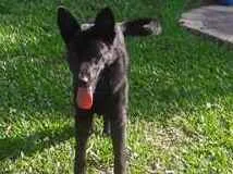 Cachorro ra a PASTOR BELGA idade 1 ano nome TOBI