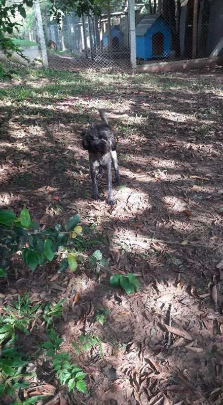 Cachorro ra a Poodle idade 2 anos nome Frida