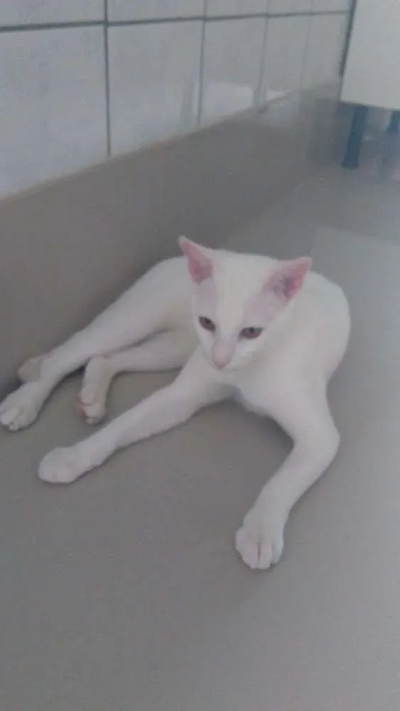 Gato ra a Não definida idade 2 a 6 meses nome Félix