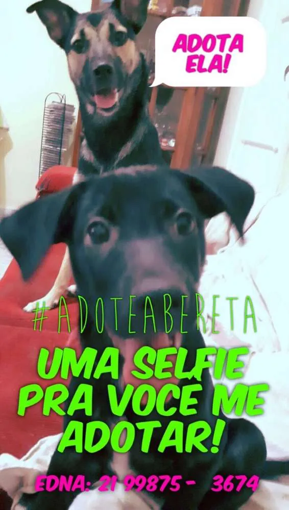 Cachorro ra a Srd idade 2 a 6 meses nome Beretta