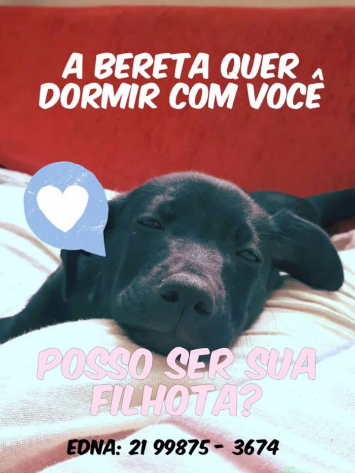 Cachorro ra a Srd idade 2 a 6 meses nome Beretta