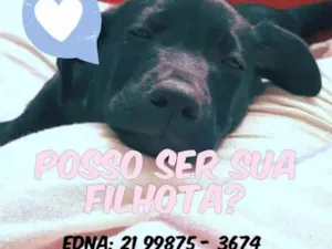 Cachorro raça Srd idade 2 a 6 meses nome Beretta