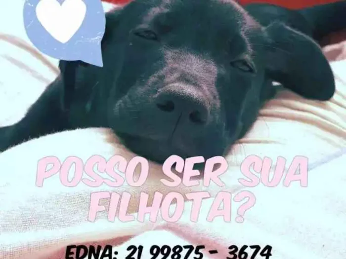 Cachorro ra a Srd idade 2 a 6 meses nome Beretta