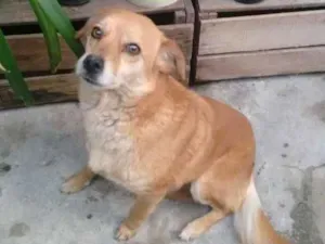 Cachorro raça sem raça idade 5 anos nome Princesa