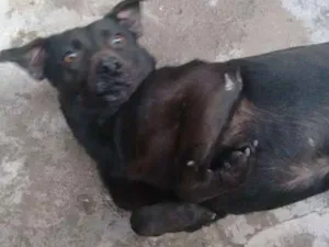 Cachorro raça sem raça idade 3 anos nome Pretucha