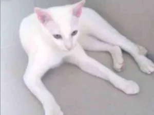 Gato raça Não definida idade 2 a 6 meses nome Félix