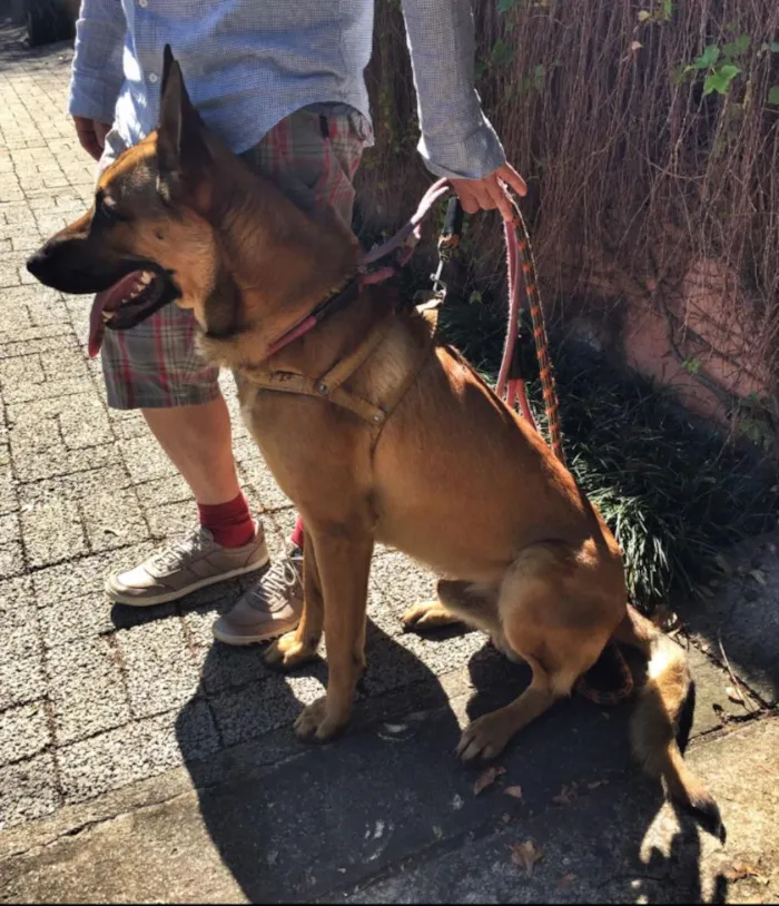 Cachorro ra a Mistura de pastor malinoá comalemão idade 7 a 11 meses nome Tobby