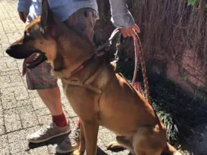 Cachorro raça Mistura de pastor malinoá comalemão idade 7 a 11 meses nome Tobby