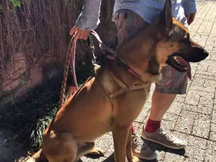 Cachorro ra a Mistura de pastor malinoá comalemão idade 7 a 11 meses nome Tobby