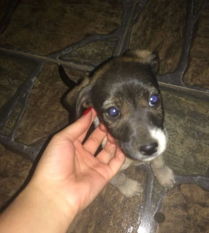 Cachorro ra a Vira lata idade 2 a 6 meses nome Ainda não tem
