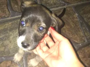 Cachorro raça Vira lata idade 2 a 6 meses nome Ainda não tem
