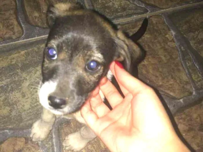 Cachorro ra a Vira lata idade 2 a 6 meses nome Ainda não tem