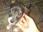 Cachorro raça Vira lata idade 2 a 6 meses nome Ainda não tem