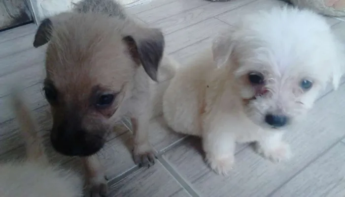 Cachorro ra a  idade Abaixo de 2 meses nome fofis