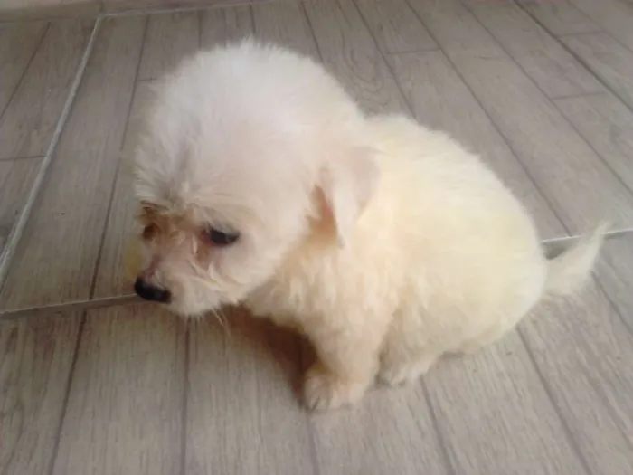 Cachorro ra a  idade Abaixo de 2 meses nome fofis