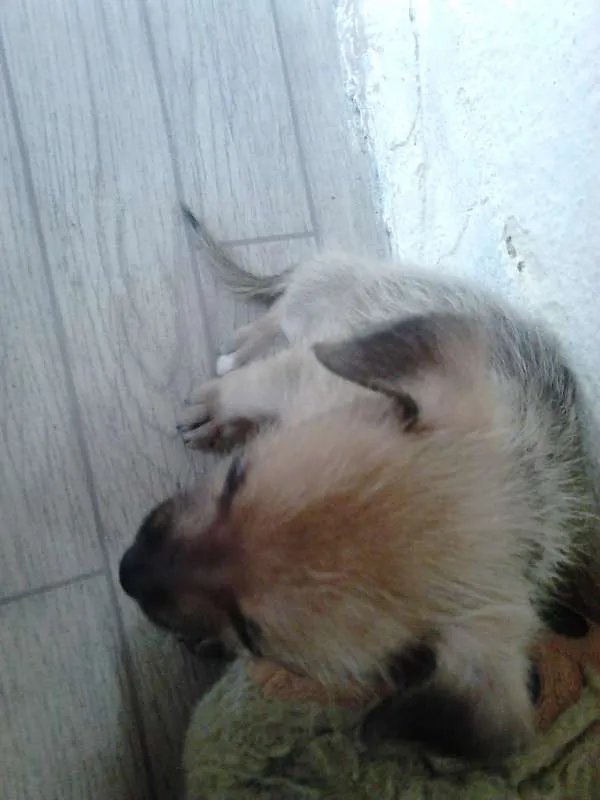 Cachorro ra a  idade Abaixo de 2 meses nome fofis